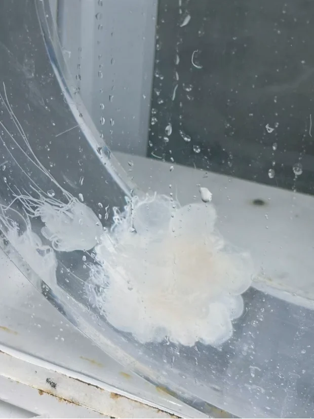 Jellyfish cared for in a student project